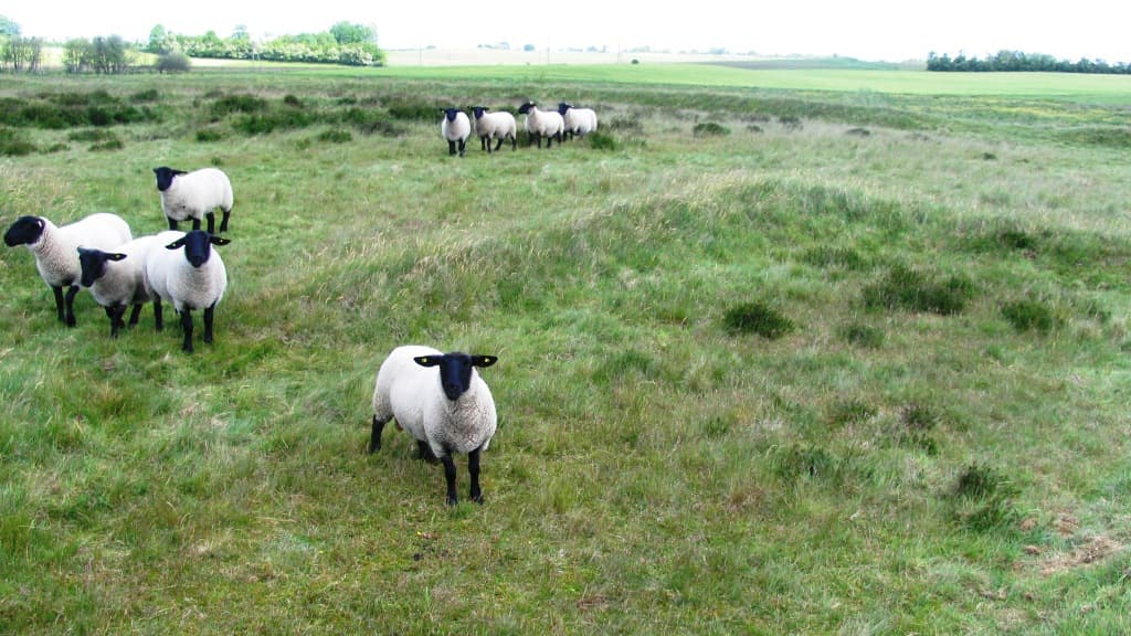 Borremosefæstningen