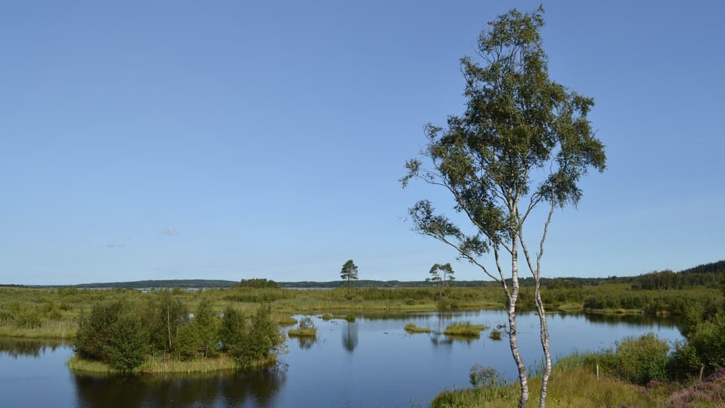 Bølling Sø ved Silkeborg