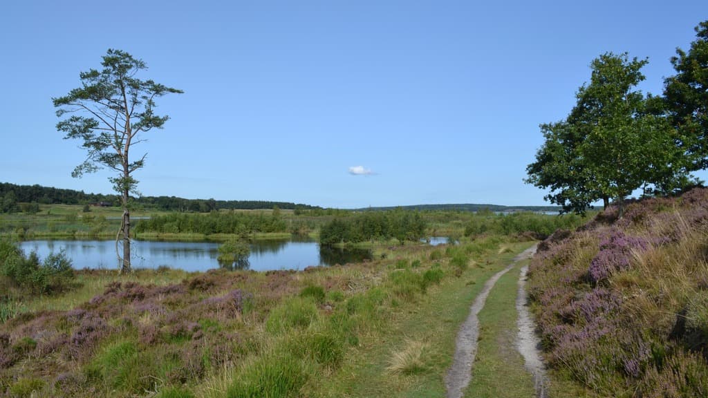 Bølling Sø ved Silkeborg