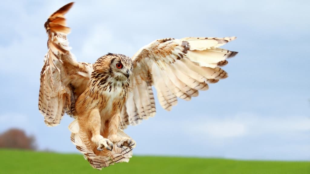 Silkeborg Rovfugleshow - Bengalsk hornugle