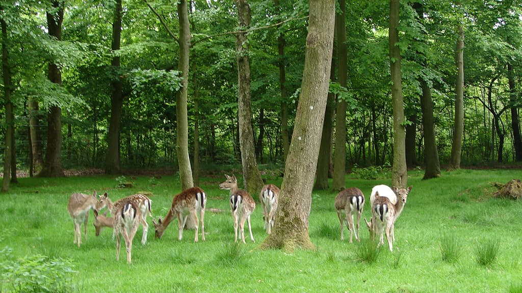 Troldeparken, Vejen Anlæg