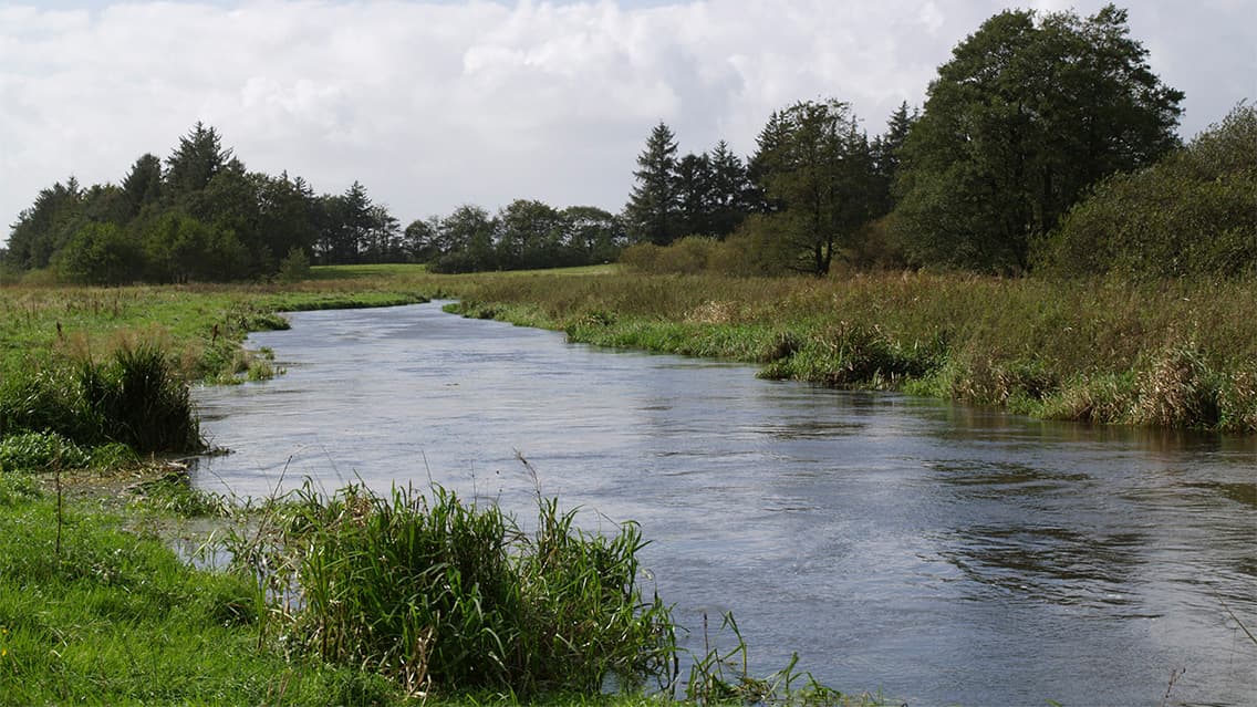 Lystfiskeri i Kongeåen