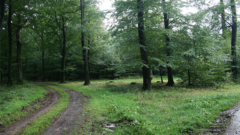 Hærvejen gennem Haraldsholm Skov