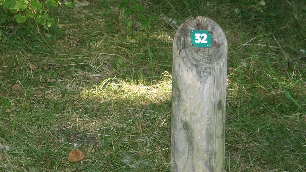 Skoleskoven ved Vejen