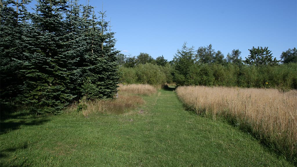 Skoleskoven, shelter ved Vejen