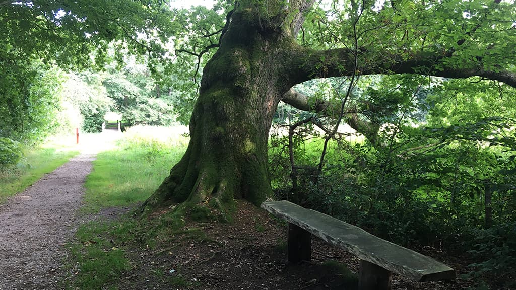 Livstræ ved Hærvejens vandrerute