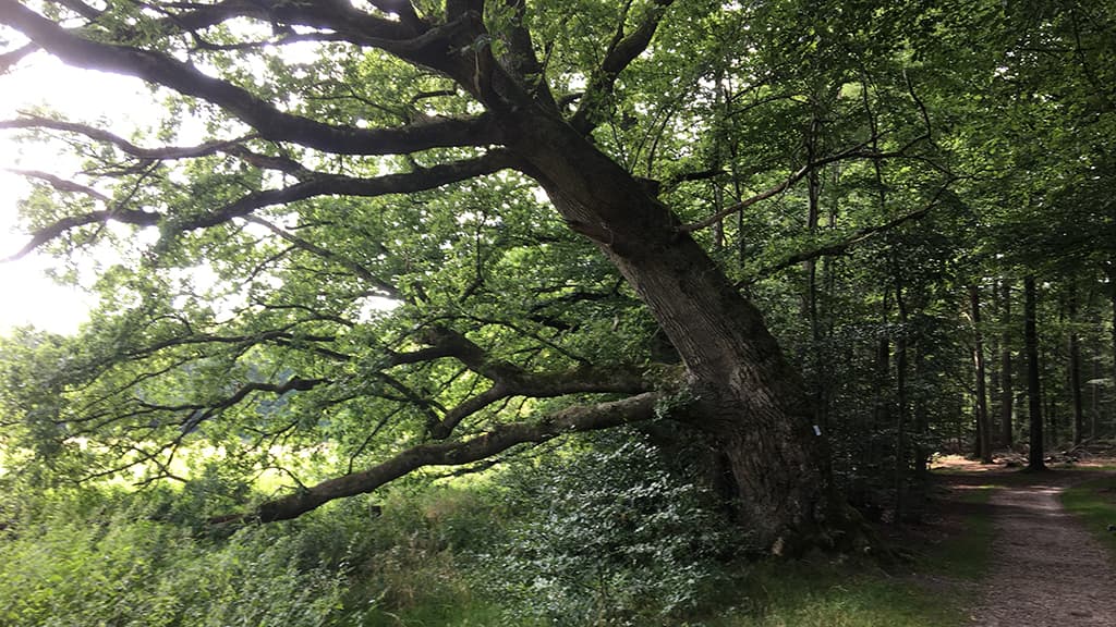 Livstræ ved Hærvejens vandrerute