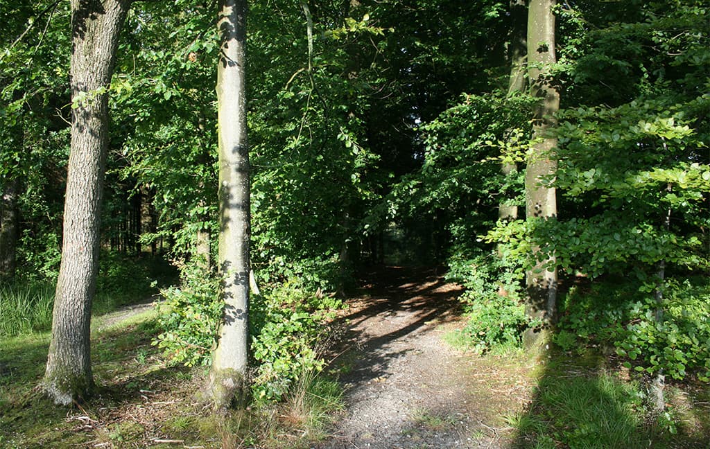 Hundsbæk Plantage, Læborg v Vejen