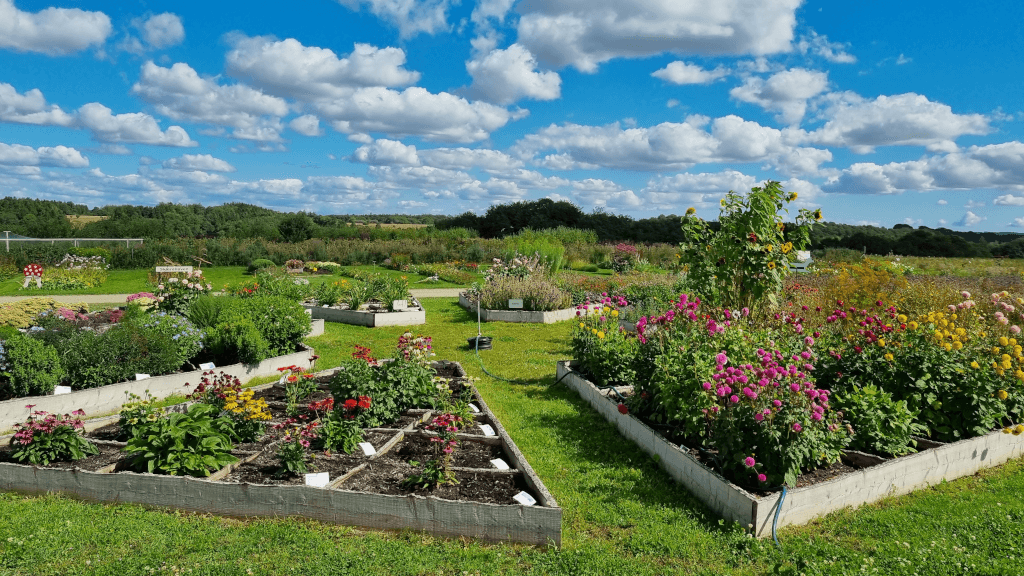Blomsterbede i besøgshaven hos Tinnetgaard