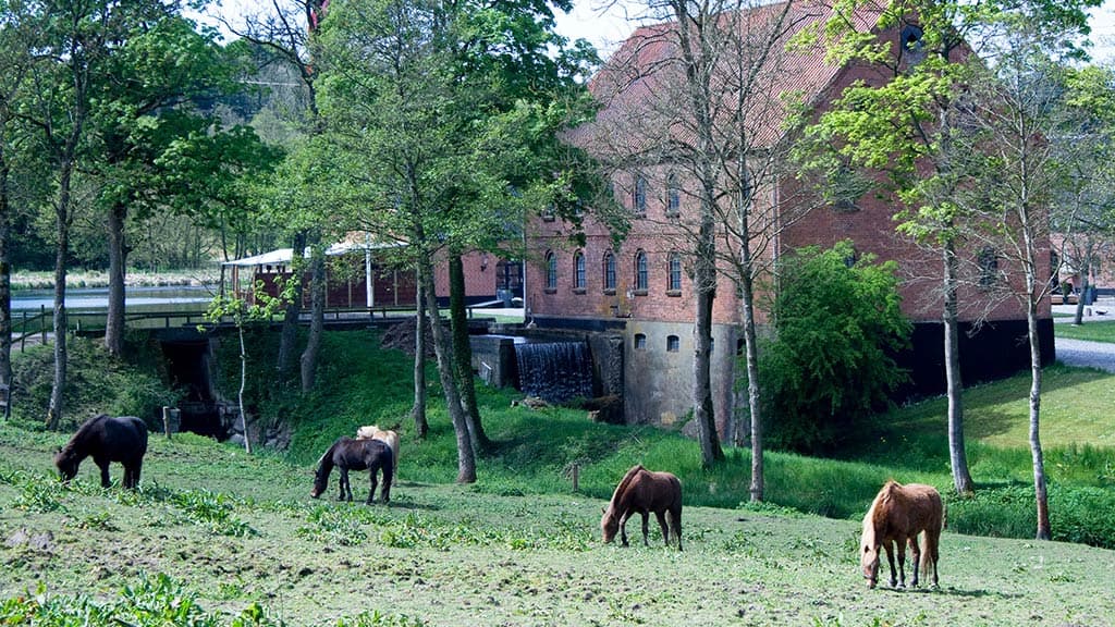 Hopballe Mølle i baggrunden med heste i forgrunden