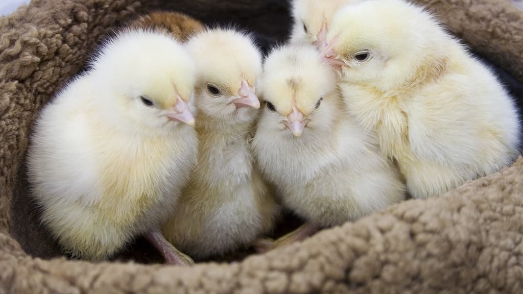 Kyllinger der ligger og putter