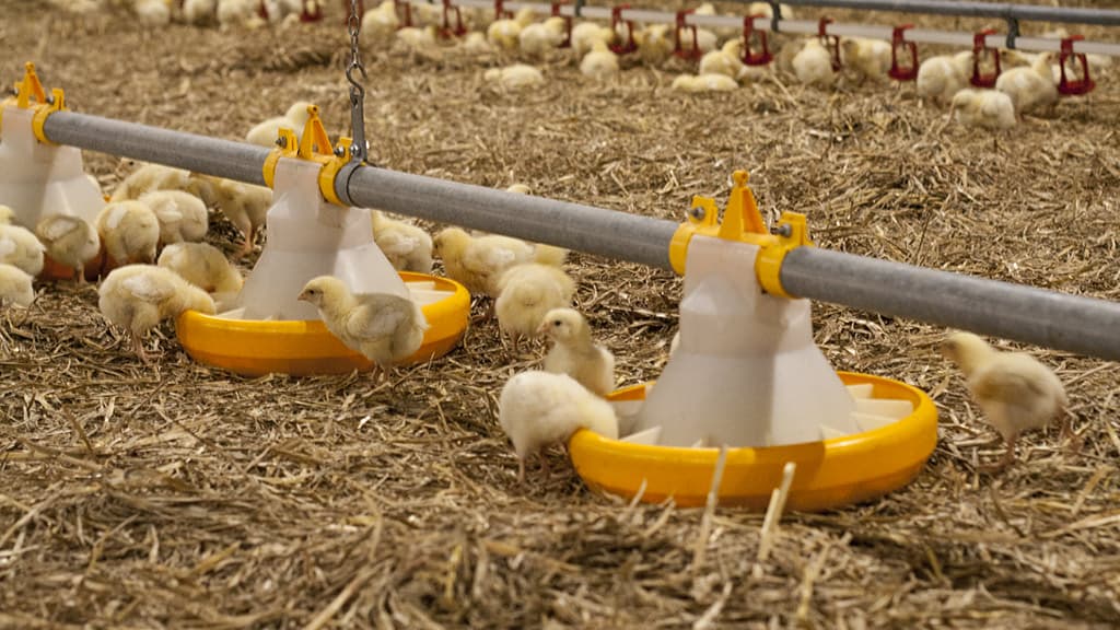 En masse kyllinger der går og spiser på hø