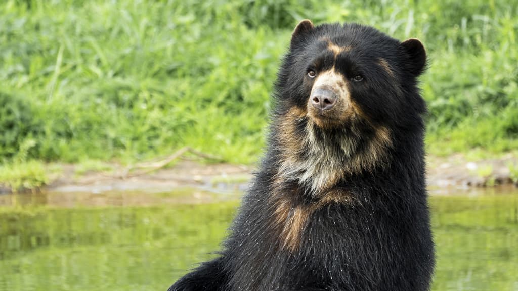 Billede af en bjørn