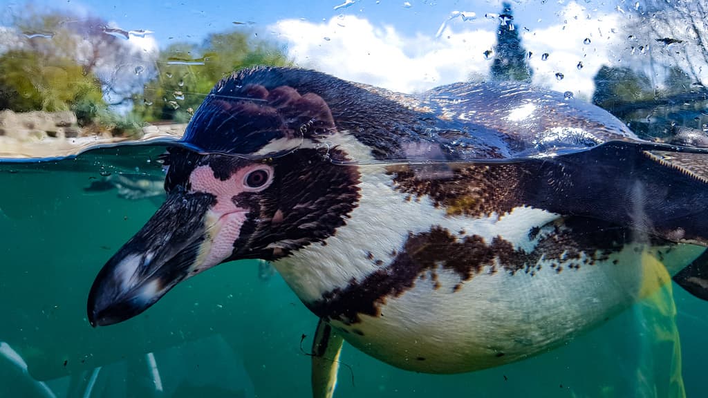 Closeup billede af Pingvin der svømmer i overfladen af vand