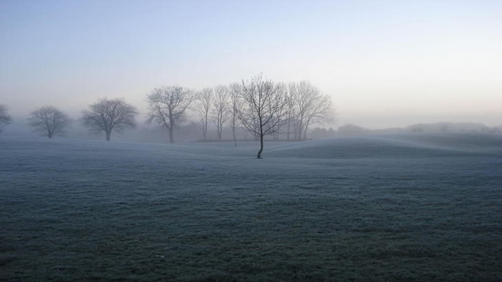 Oversæt Mark med træer dækket i hvid dis