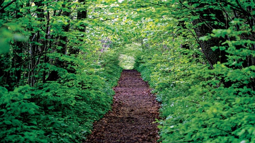Natursti omringet af tætte grønne blade på nyudsprunget træer