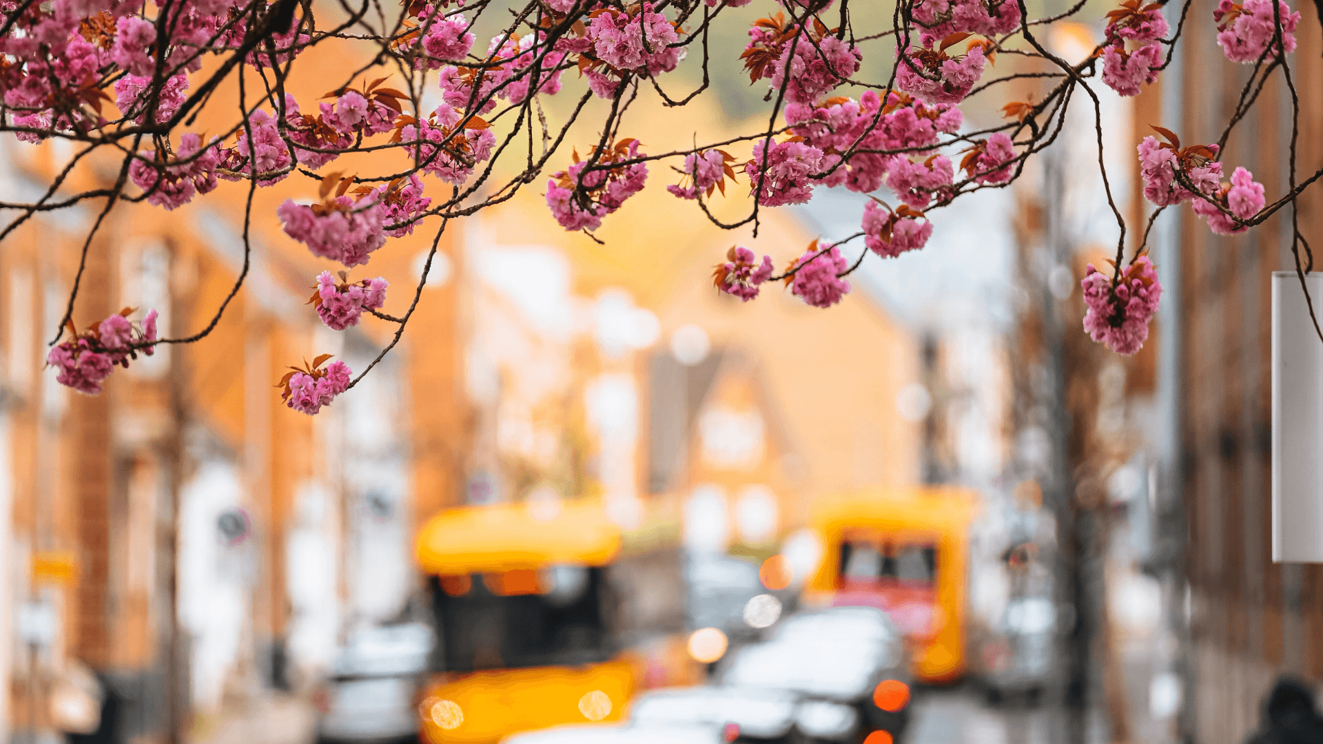 Busser og trafik på Vardevej ved kirsebærtræerne