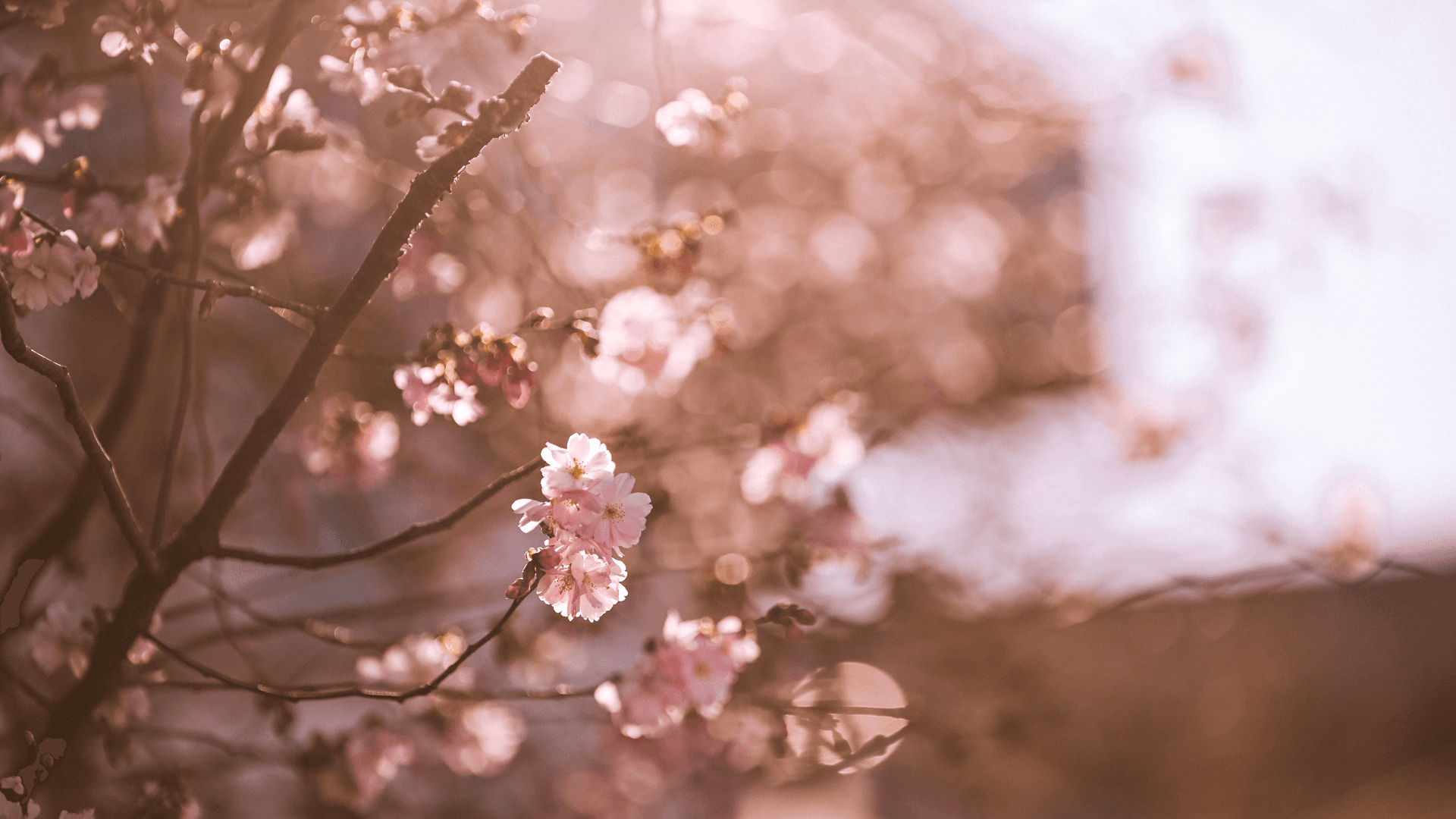 Blomstrende kirsebærtræerne