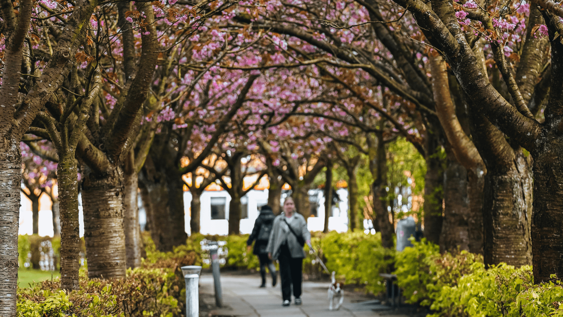 Dame med hund under kirsebærtræerne
