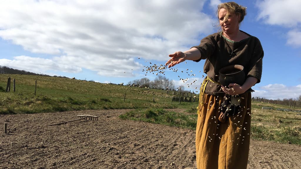 Bonde sår mark i Vingsted jernalder