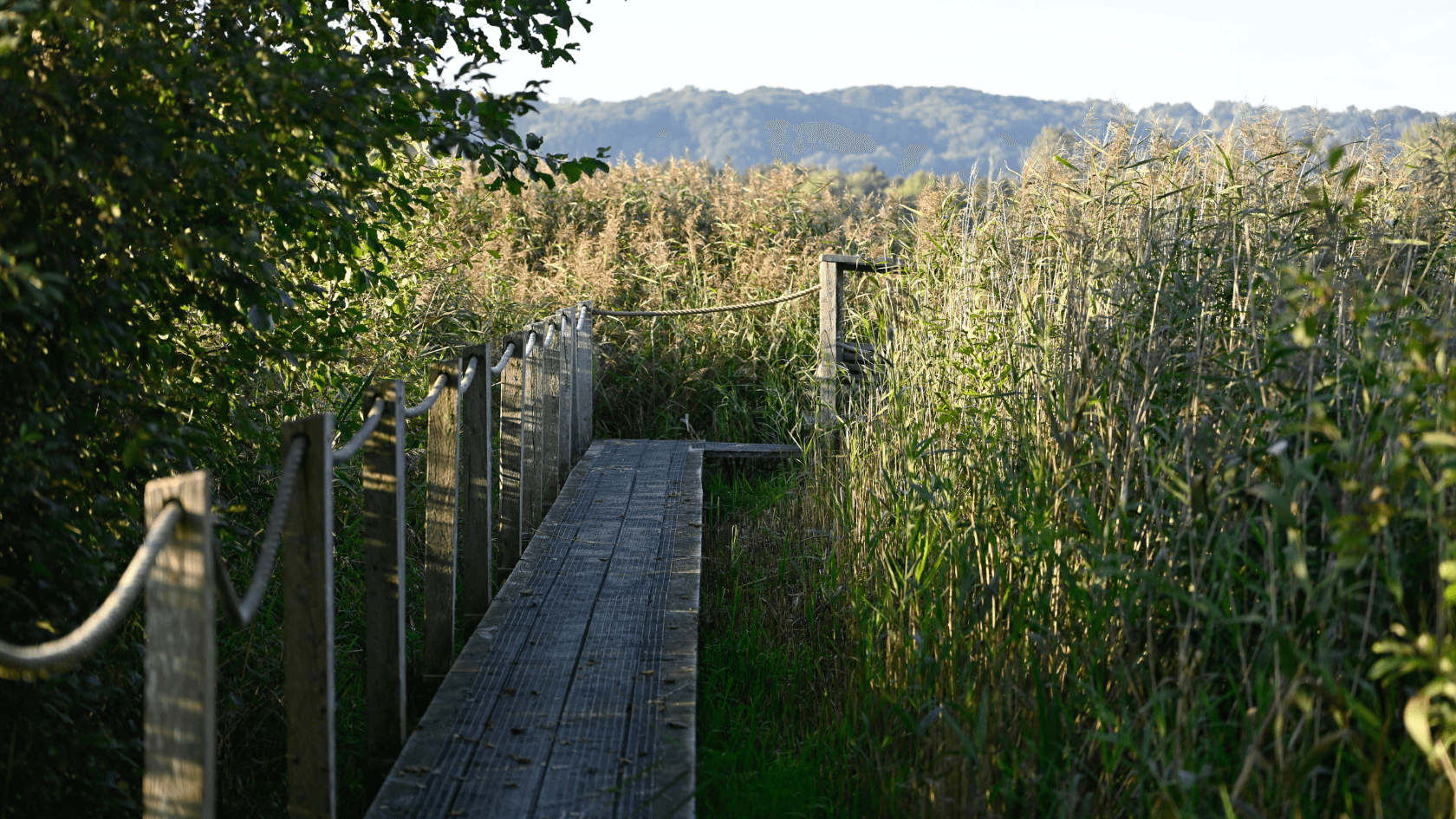 stibro ved konges kær