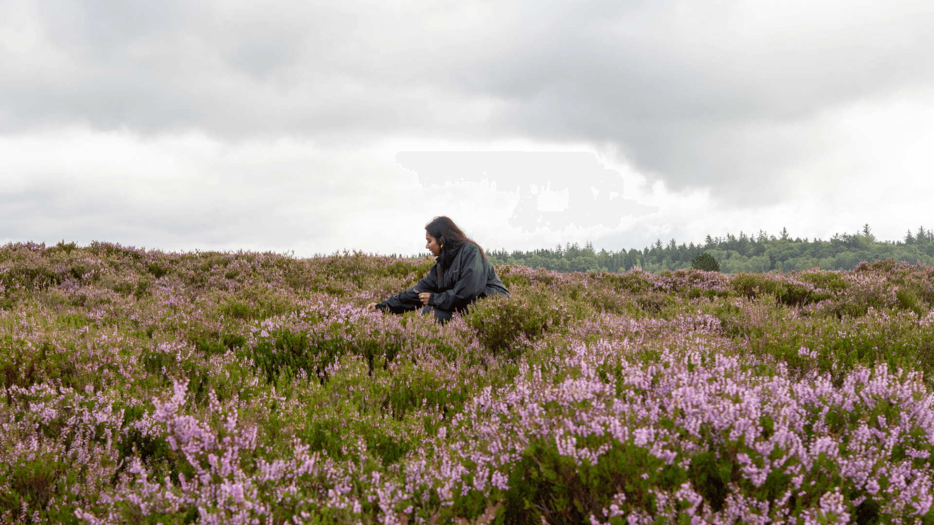 Hedelyng på Randbøl Hede