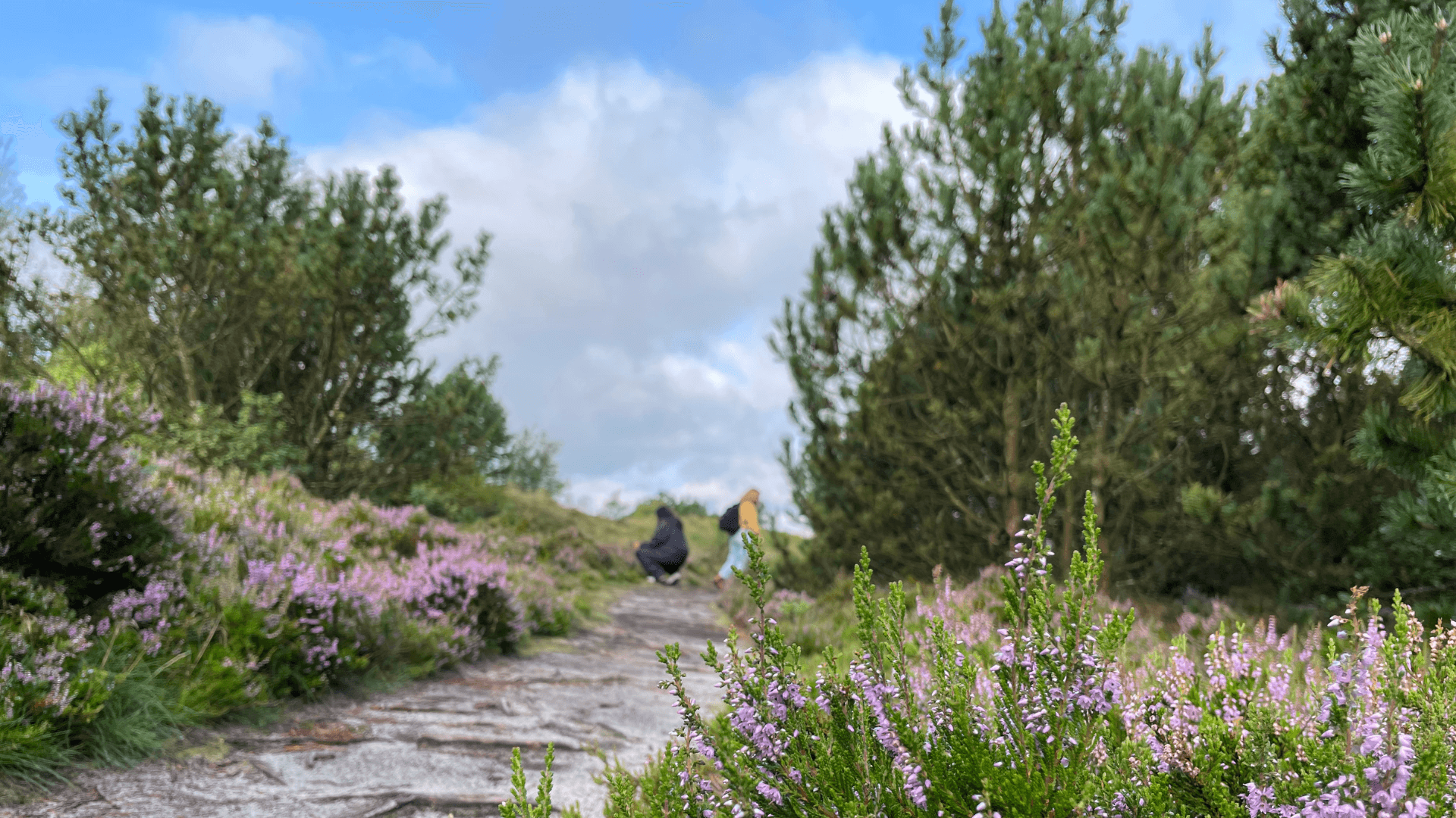 Sti på Randbøl Hede