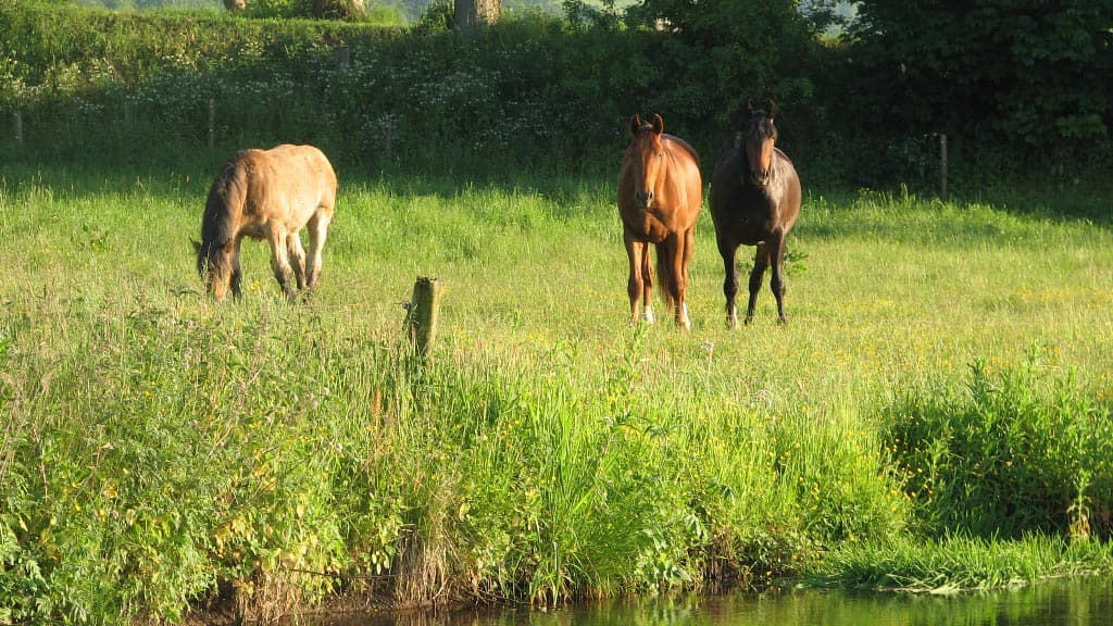 Restauranten på Haraldskær