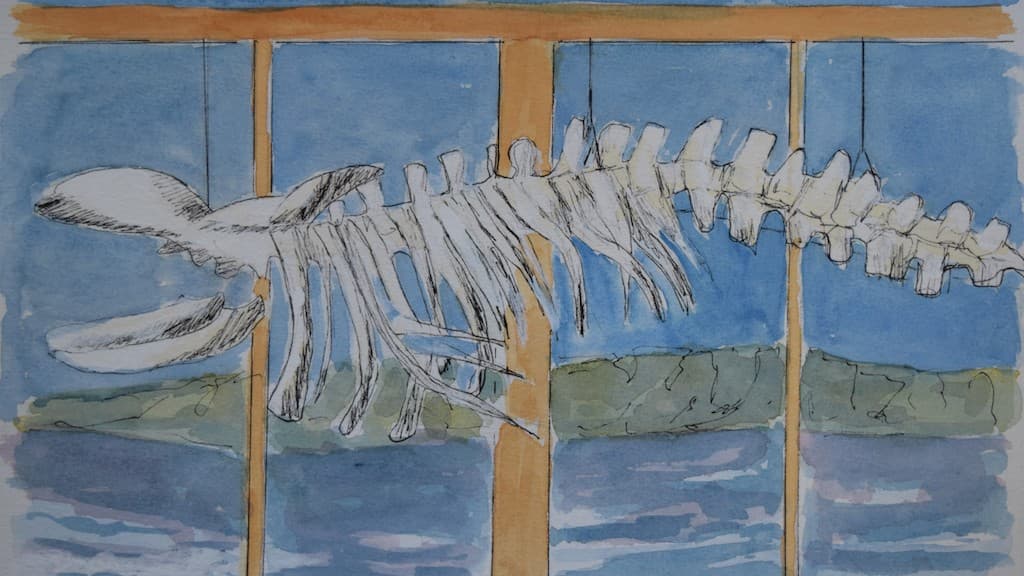 Hør fortællingen om Hvalen i Hobro Havn