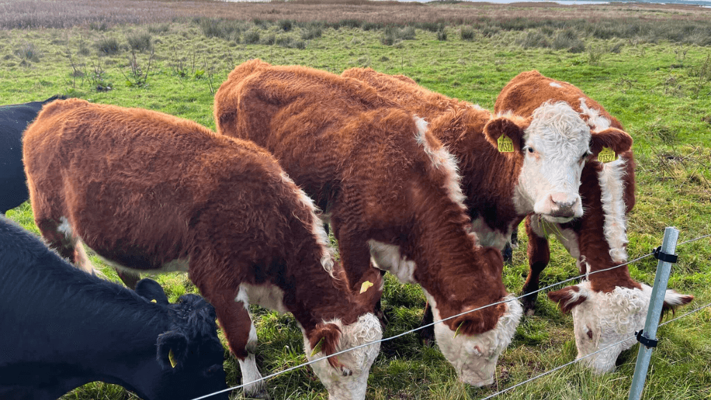 Køer på Nørregaarden