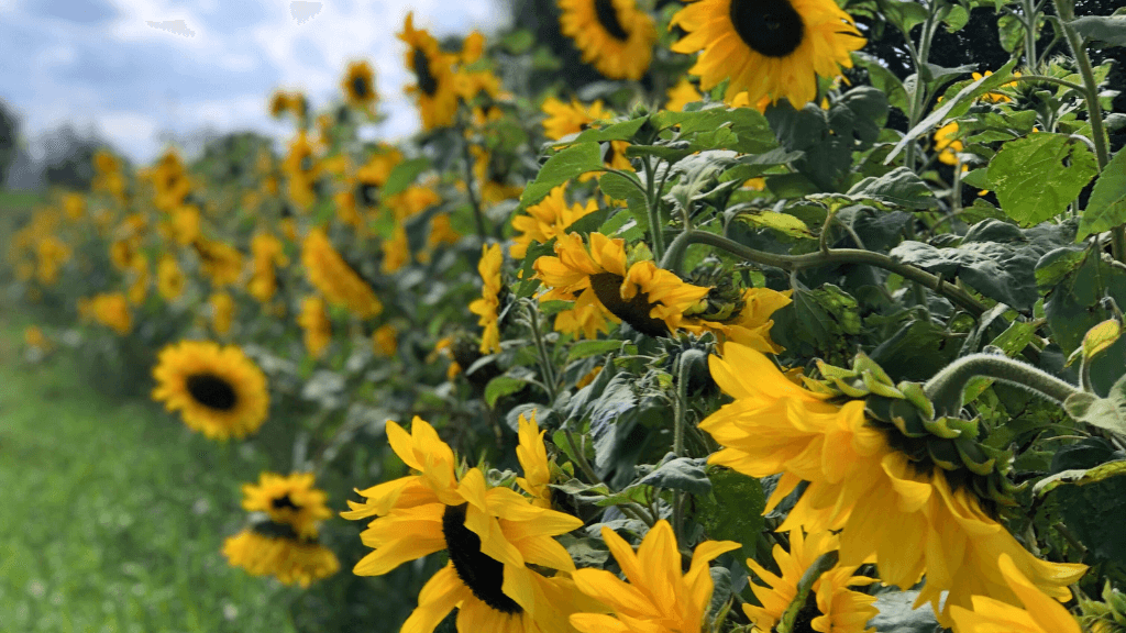 Gårdbutik i Gedsted, Himmerland