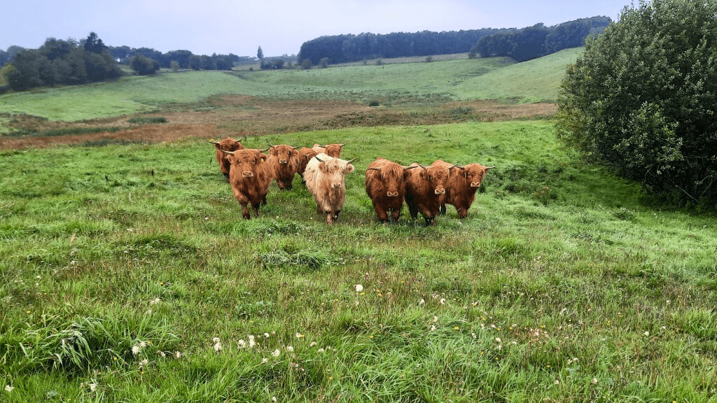 Skotsk højlandskvæg, Dybvad Mølle