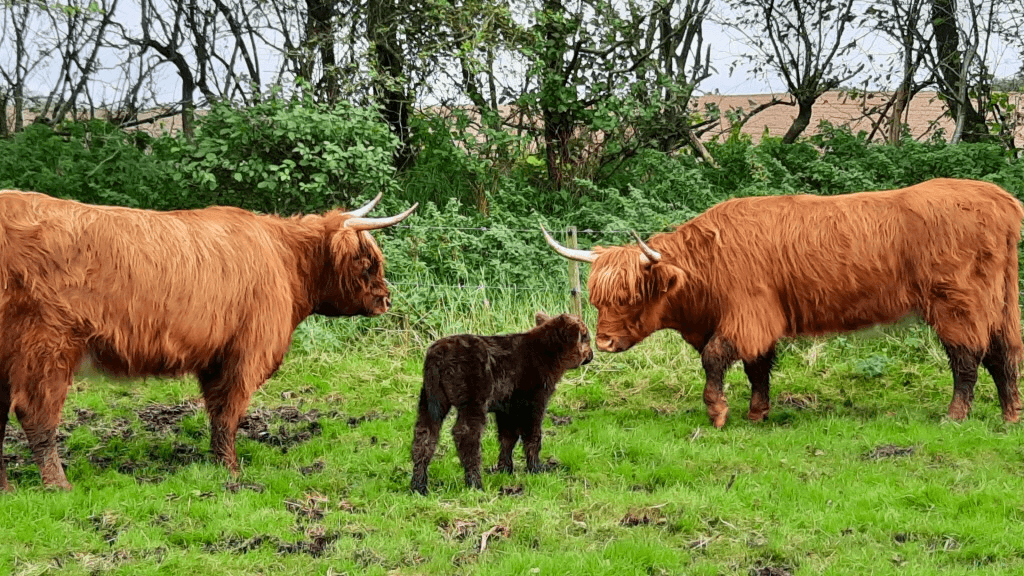 Skotsk højlandskvæg, Dybvad Mølle