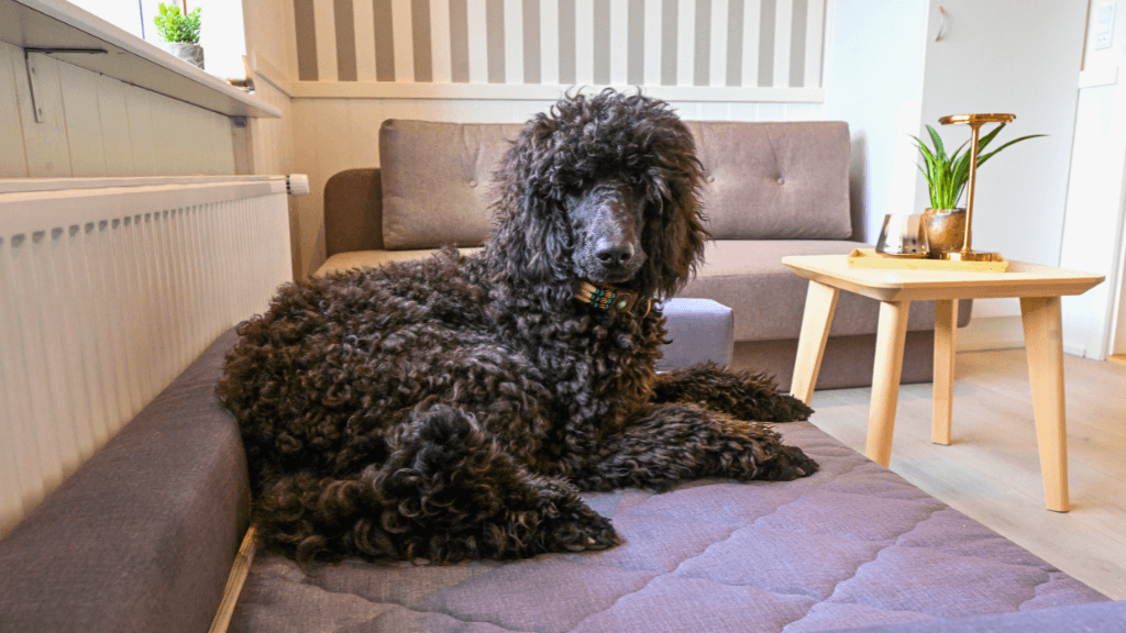 Hund på værelse, Rold Gl. Kro