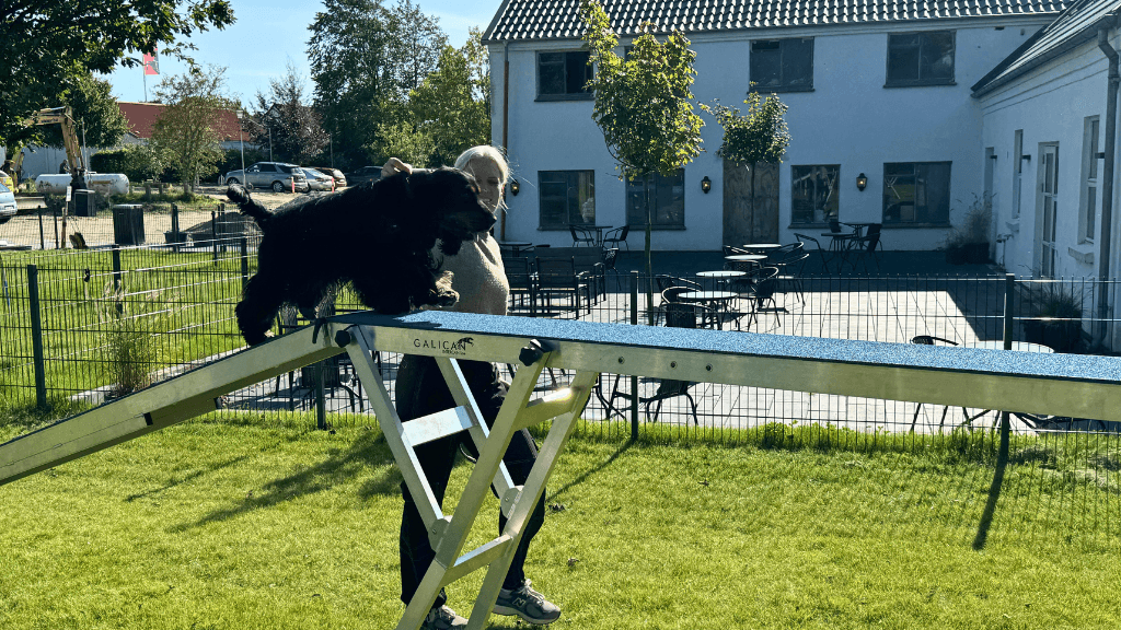 Hund på agilitybane, Rold Gl. Kro