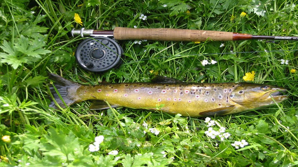 Å fiskeri - Lerkenfeld Å