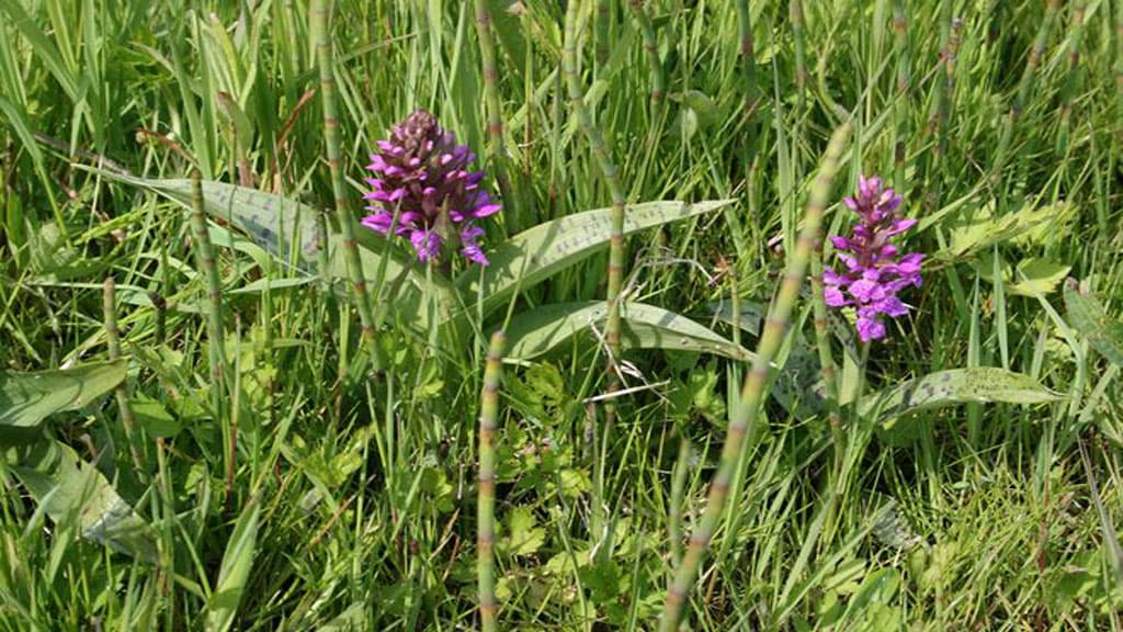 Shelters ved Fyrkatgruppens spejderhytte