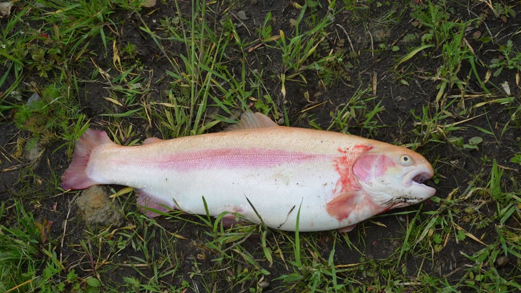 Nørreris Put & Take