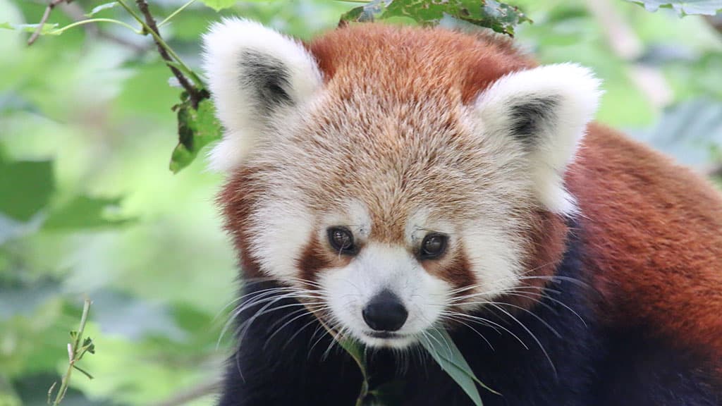 Rød Panda i Aalborg Zoo