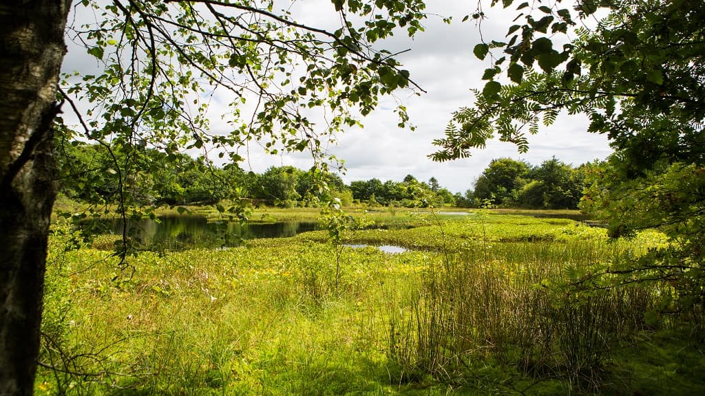 Dronninglund Wald und Sømosen