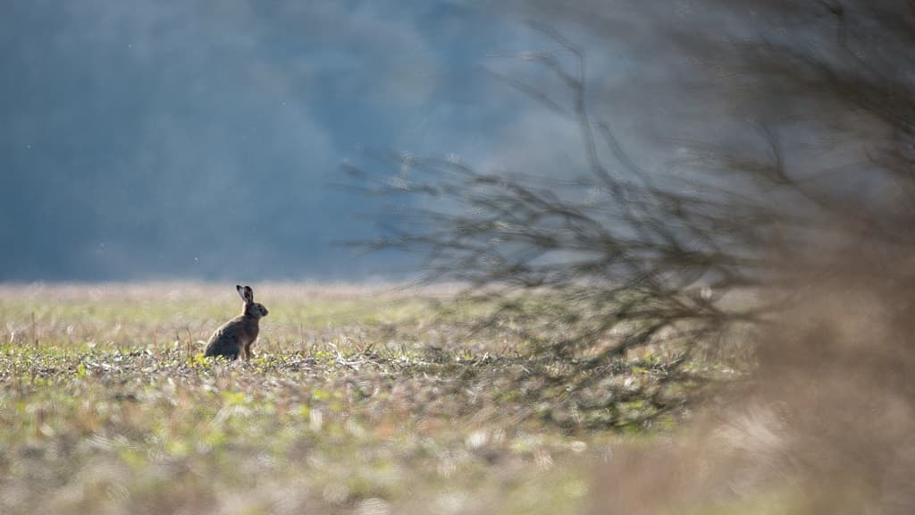 Hare der sidder i det fri