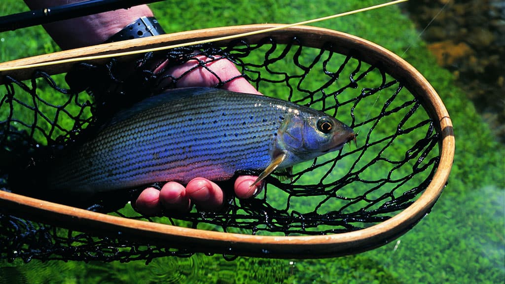 Hvorupgaard Fiskepark