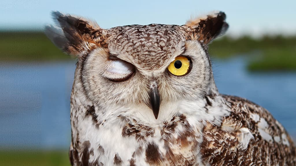 Ugle på Silkeborg Rovfugleshow og Bisonfarm