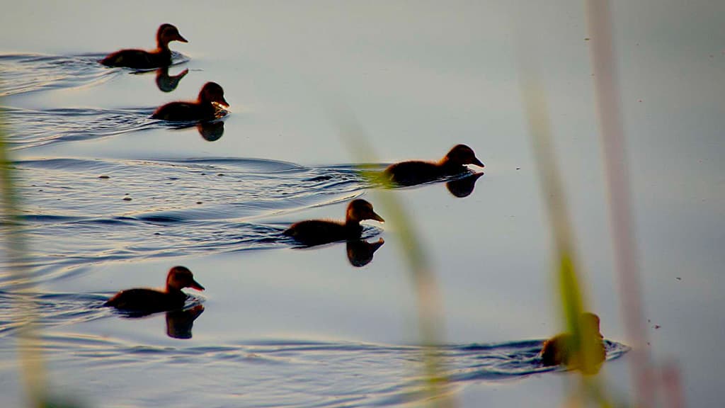 Ællinger på sø i Silkeborg