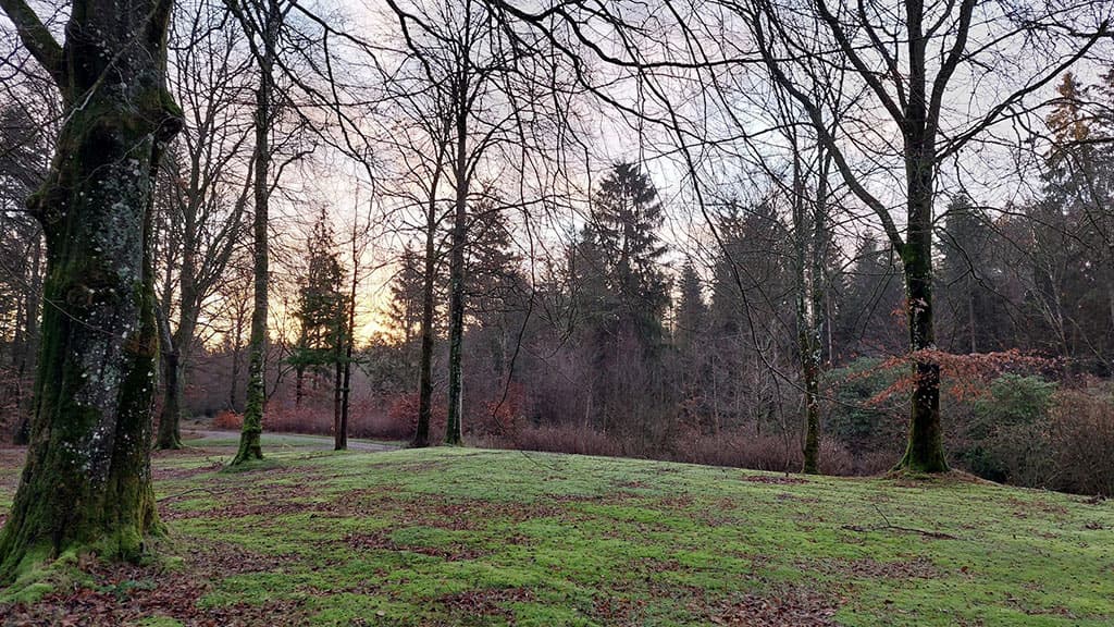 Kongsø b&b midt i skoven