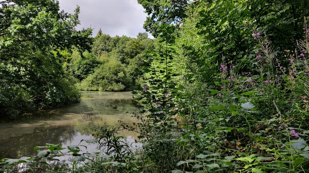 Søgård Skov - Fiskeri