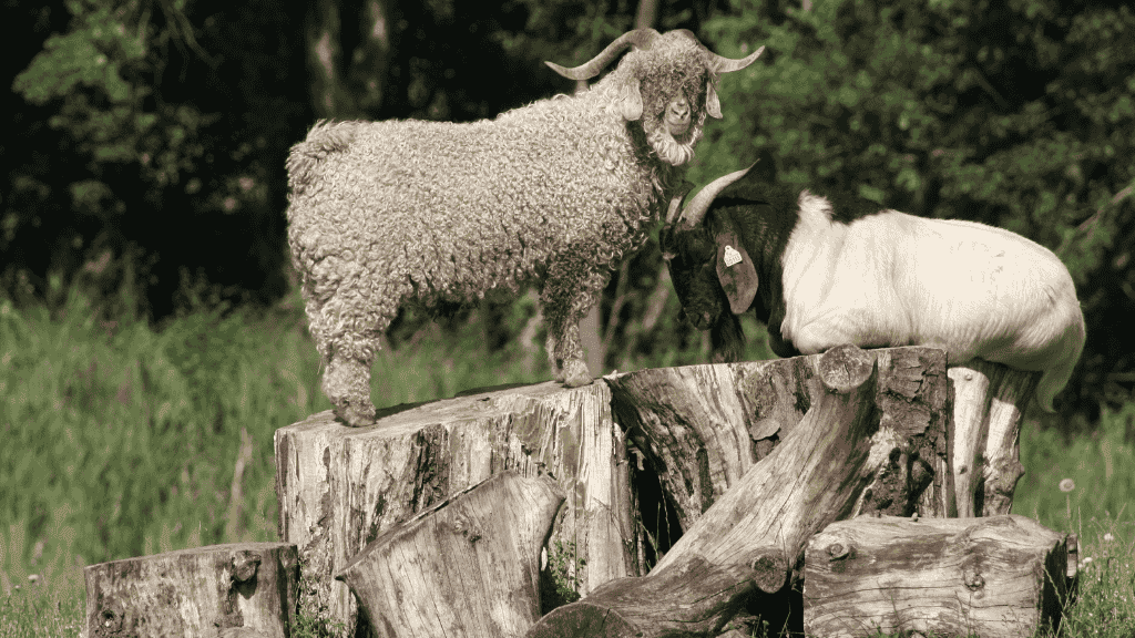 To geder på træstub