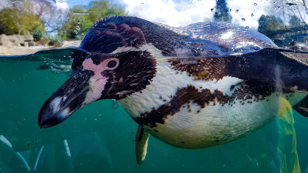 Givskud ZOO - ZOOTOPIA