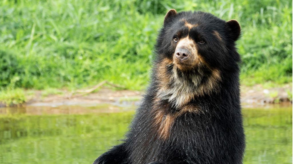 Givskud ZOO - ZOOTOPIA