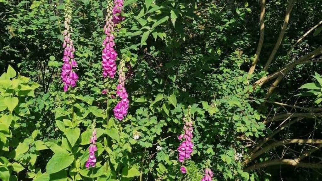 Anettes Bed & Breakfast i Haderslev